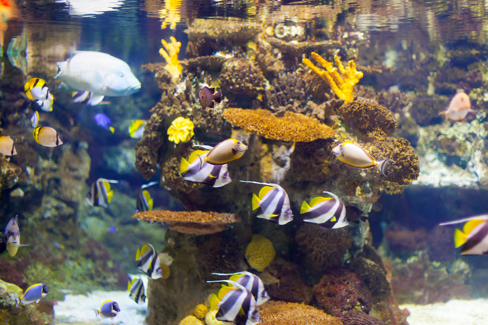The Beauty and Benefits of a 250-Litre Fish Tank